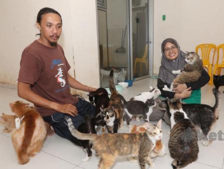 Кошка Хана из Малайзии спасла от пожара хозяев и 65 сородичей